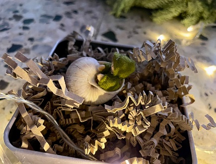 Schnecke Sofia